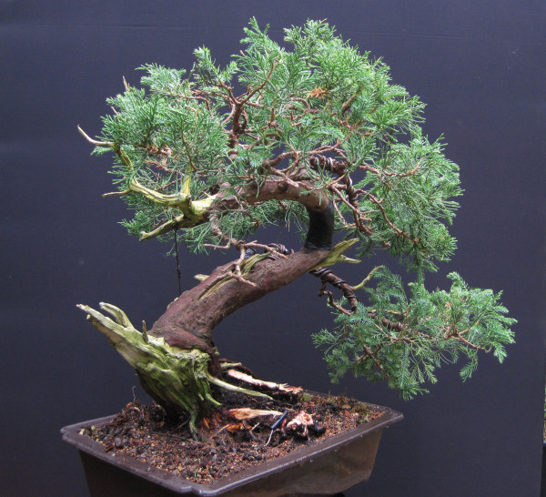 juniper bonsai